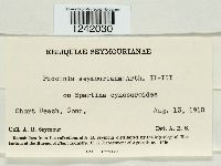 Puccinia seymouriana image