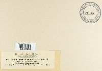 Puccinia seymouriana image