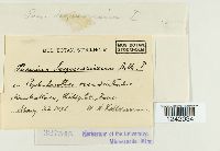 Puccinia seymouriana image