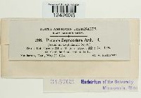 Puccinia seymouriana image