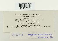 Puccinia seymouriana image