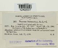 Puccinia seymouriana image