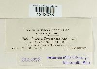 Puccinia seymouriana image