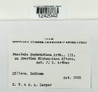 Puccinia seymouriana image