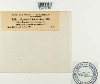 Puccinia silphii image