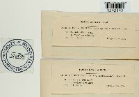 Puccinia silphii image