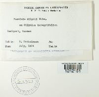 Puccinia silphii image