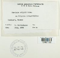 Puccinia silphii image