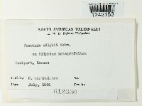 Puccinia silphii image