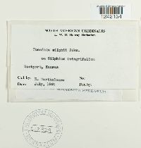 Puccinia silphii image