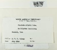 Puccinia silphii image