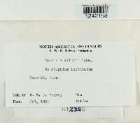 Puccinia silphii image