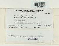 Puccinia silphii image