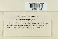 Puccinia silphii image