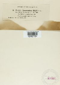 Puccinia silphii image