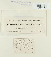 Puccinia silphii image