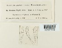 Puccinia silphii image