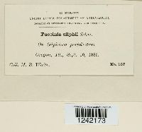 Puccinia silphii image