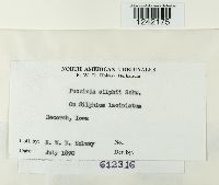 Puccinia silphii image