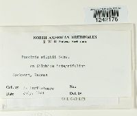 Puccinia silphii image