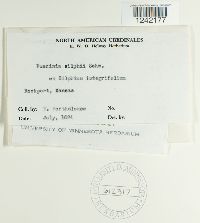 Puccinia silphii image