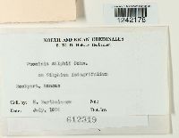 Puccinia silphii image