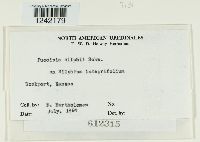 Puccinia silphii image