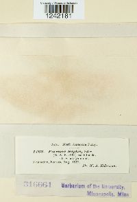 Puccinia silphii image