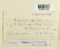 Puccinia silphii image