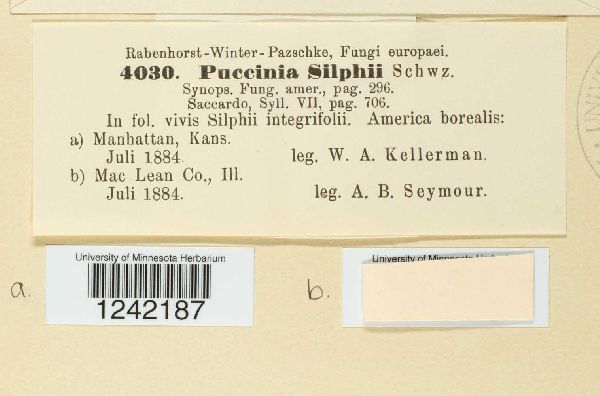 Puccinia silphii image