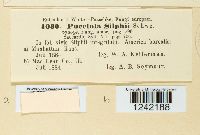 Puccinia silphii image