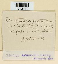 Puccinia silphii image