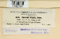 Puccinia silphii image