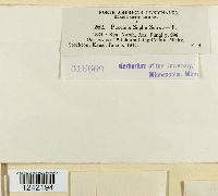 Puccinia silphii image