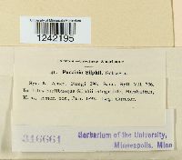 Puccinia silphii image