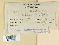 Puccinia silphii image