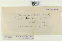 Puccinia silphii image