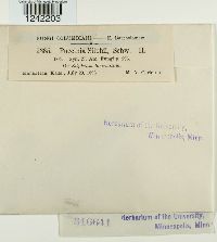 Puccinia silphii image