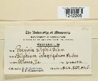 Puccinia silphii image