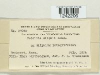 Puccinia silphii image