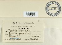 Puccinia silphii image