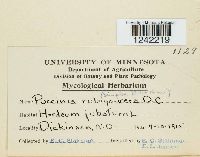 Puccinia hordei image