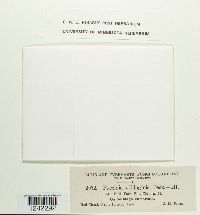 Puccinia solidaginis image