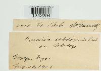 Puccinia solidaginis image