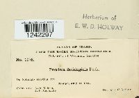 Puccinia solidaginis image