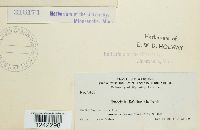 Puccinia solidaginis image