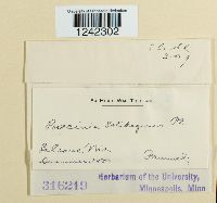 Puccinia solidaginis image