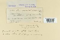 Puccinia solidaginis image