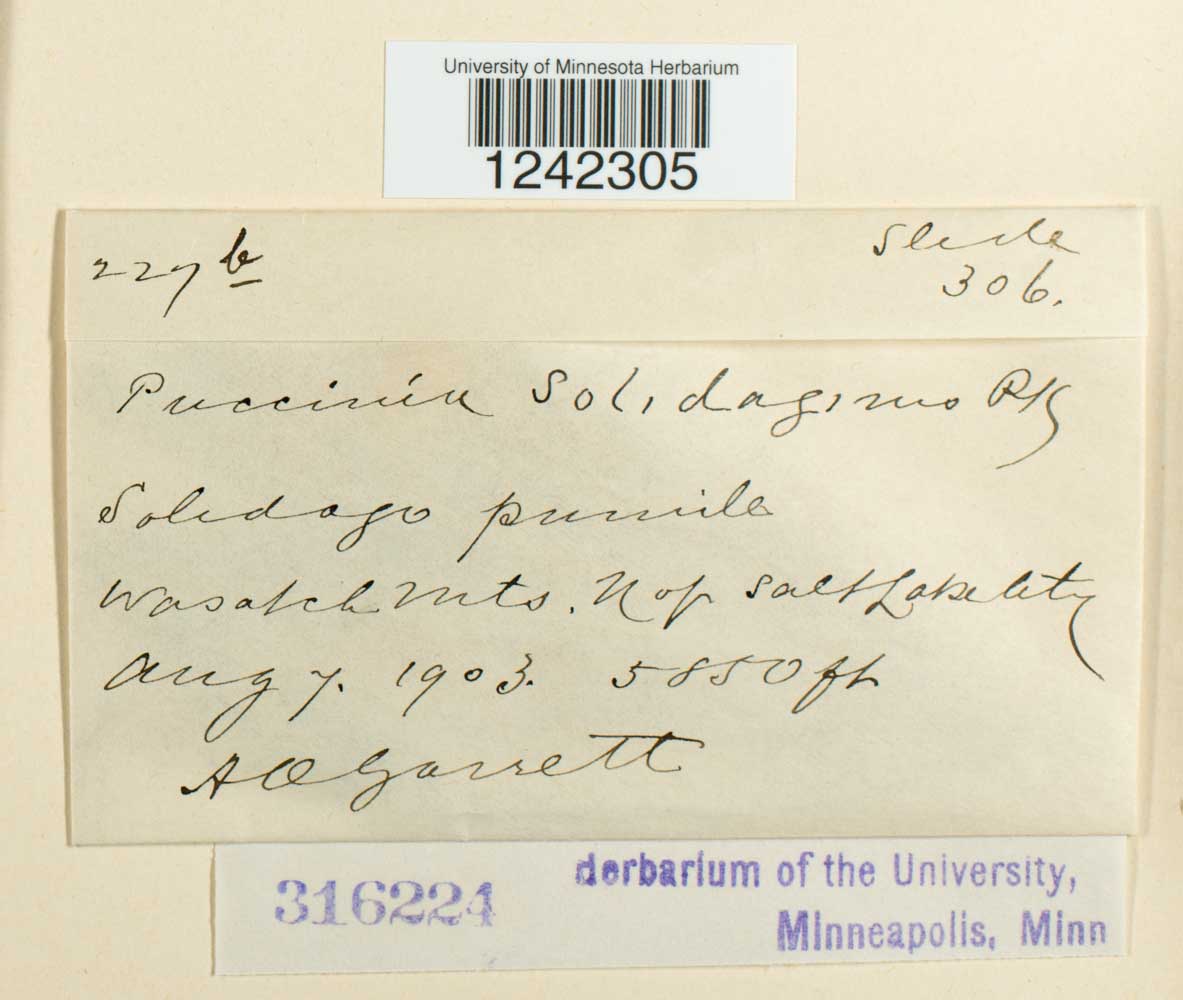 Puccinia solidaginis image