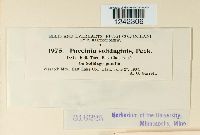 Puccinia solidaginis image